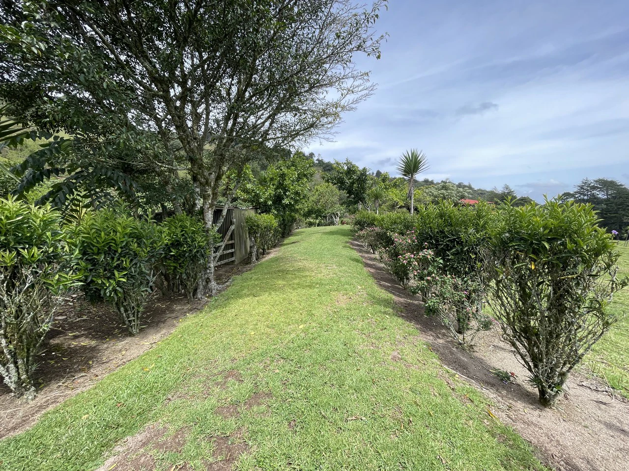 Cartago, gourmet coffee plantation: Charming Coffee Retreat Home with Stunning Views and Gourmet Coffee Plantations - Gallery image 4