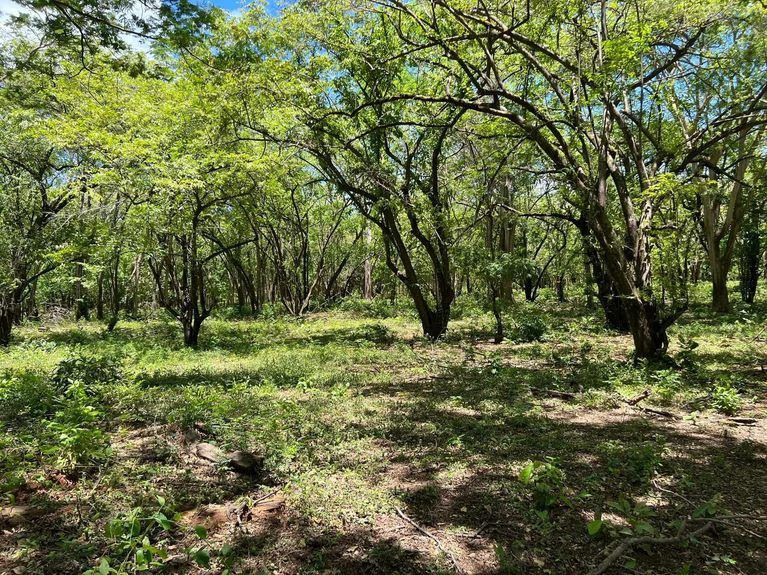 5.67 Hectares in Puerto Viejo: Prime Development Parcel Just 2 Mins from the Beach - Gallery image 11