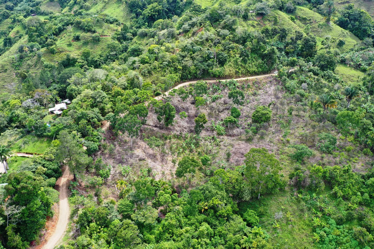 4.6 Acre Tropical Fruit Farm with Elevated Homesite & Valley Views San Isidro - photo 16