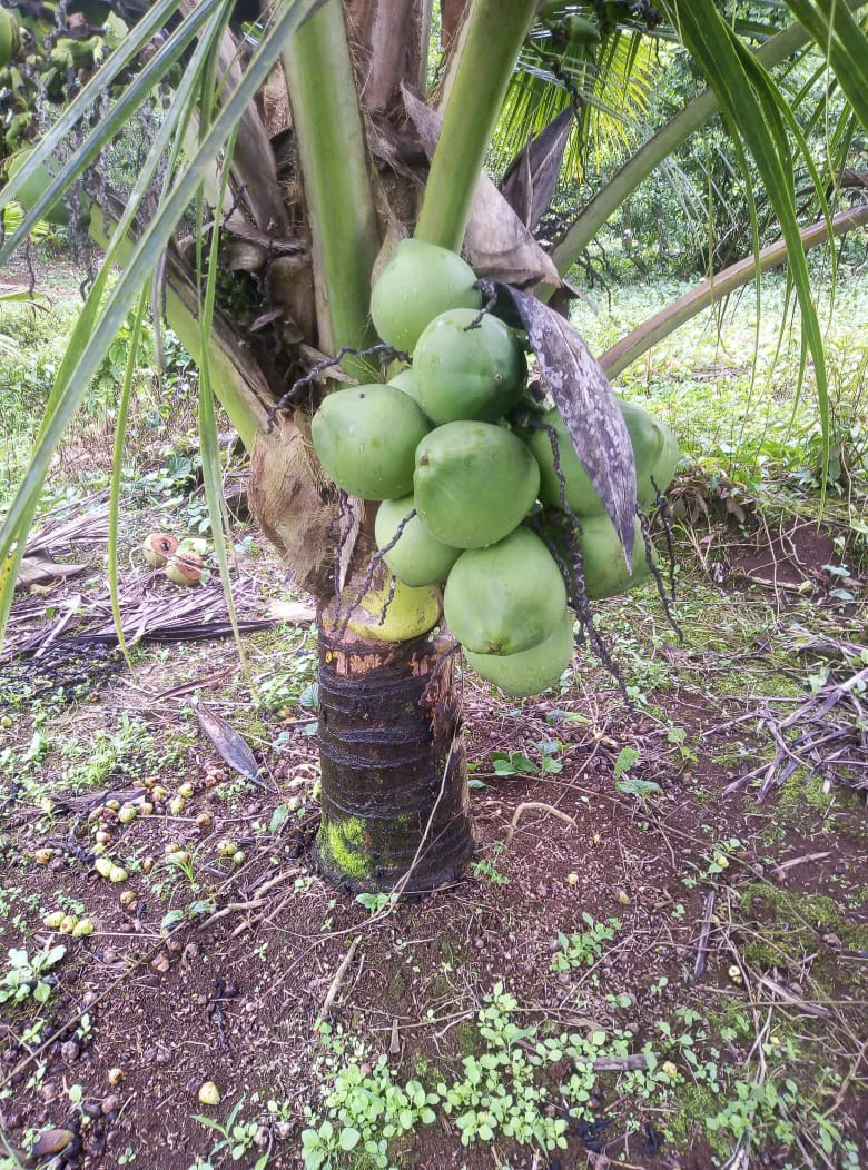 Agricultural farmland for sale in Aguas Claras, Alajuela, 1 house and many fruit trees - Gallery image 7