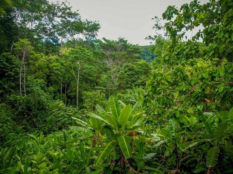 Golfo Dulce Waterfall Jungle Farm | A Nature Lover's Dream Come True - Gallery image 3