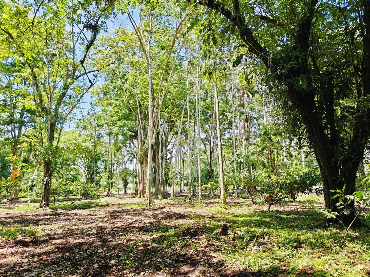 ID 961: Lot 4 - 5383 sqm - New Development on Old Yard Road, Cahuita - 300 Meters to the Beach - Gallery image 2
