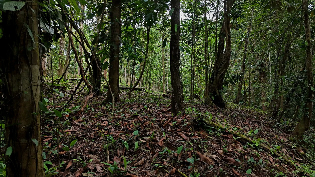 3.75-Acre Jungle Lot with Creek in Ventanas de Osa, Puntarenas - Gallery image 7
