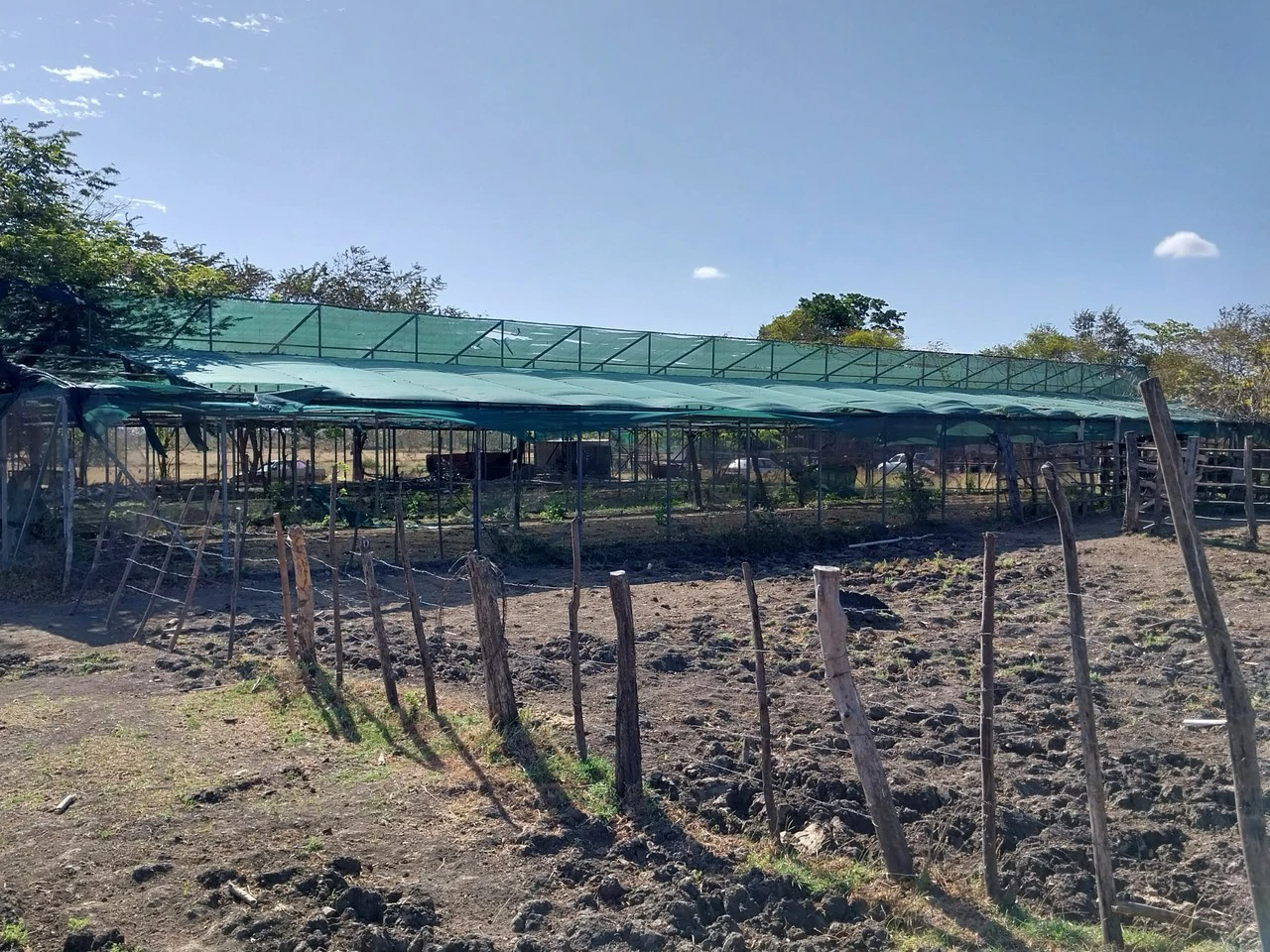 Bonita Finca de 187 Acres / 75 Ha. con Pozos y Ojo de Agua en Filadelfia - Costa Rica: Countryside, Lakefront and Riverfront Agricultural Land For Sale in Fildelfia - Gallery image 11