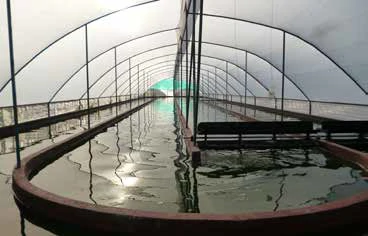 Spirulina Farm for Sale in Liberia, Guanacaste – Productive, Sustainable Business Ready to Generate Income