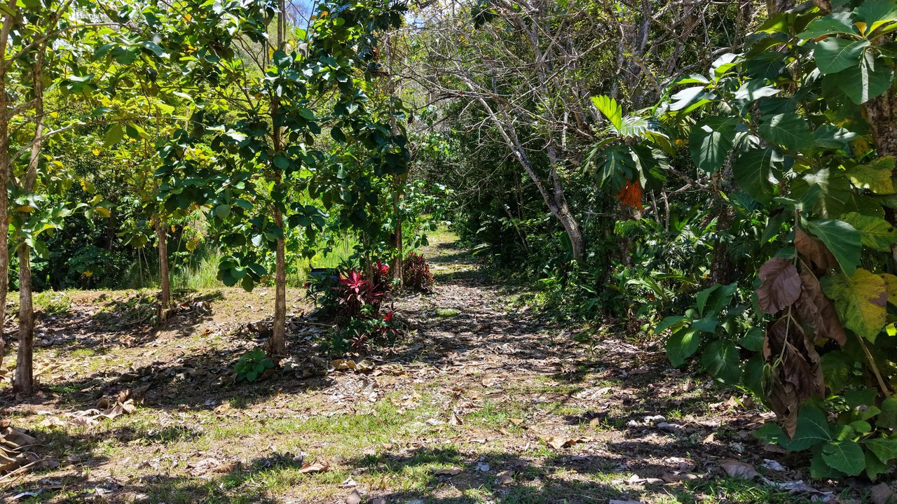 Near the Coast Home Construction Site For Sale in Ciudad Cortés - Gallery image 8