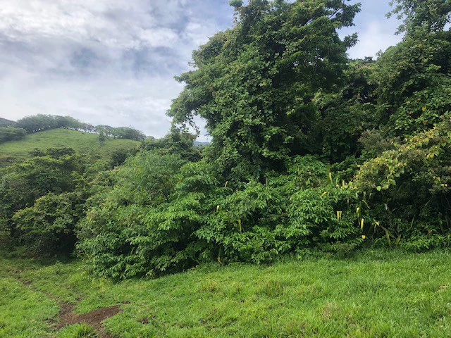 Warm Spring Mountain Property in a tropical landscape and antique wooden house,  50 minutes from Liberia city - Gallery image 18