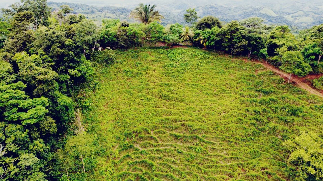 En venta, propiedad en Osa: Mountain Home Construction Site For Sale in Ciudad Cortés - Gallery image 12