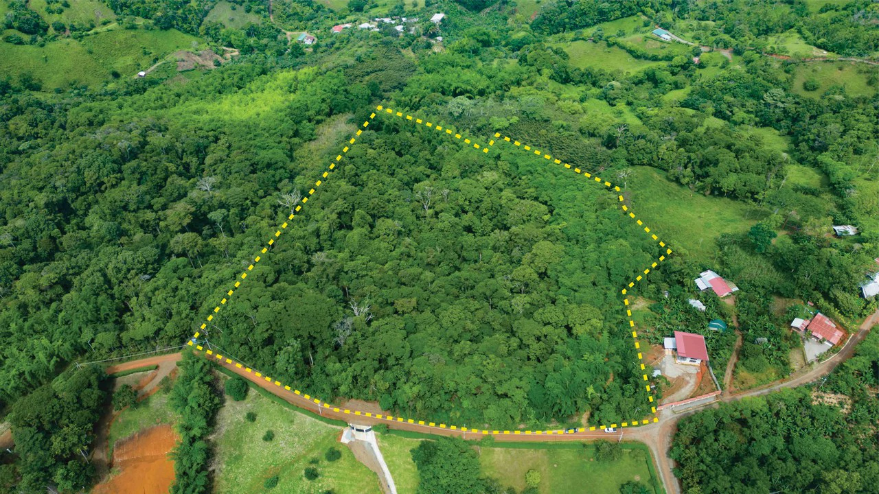 Property #1 with Bamboo Plantation, Development Opportunity (Residential, Hotel, and Industrial). - Gallery image 2