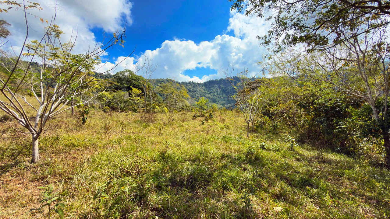 2.8 HA FARM FOR SALE IN SAN LUIS DE MORETE | MOUNTAIN VIEWS AND NEAR THE OCEAN - Gallery image 17