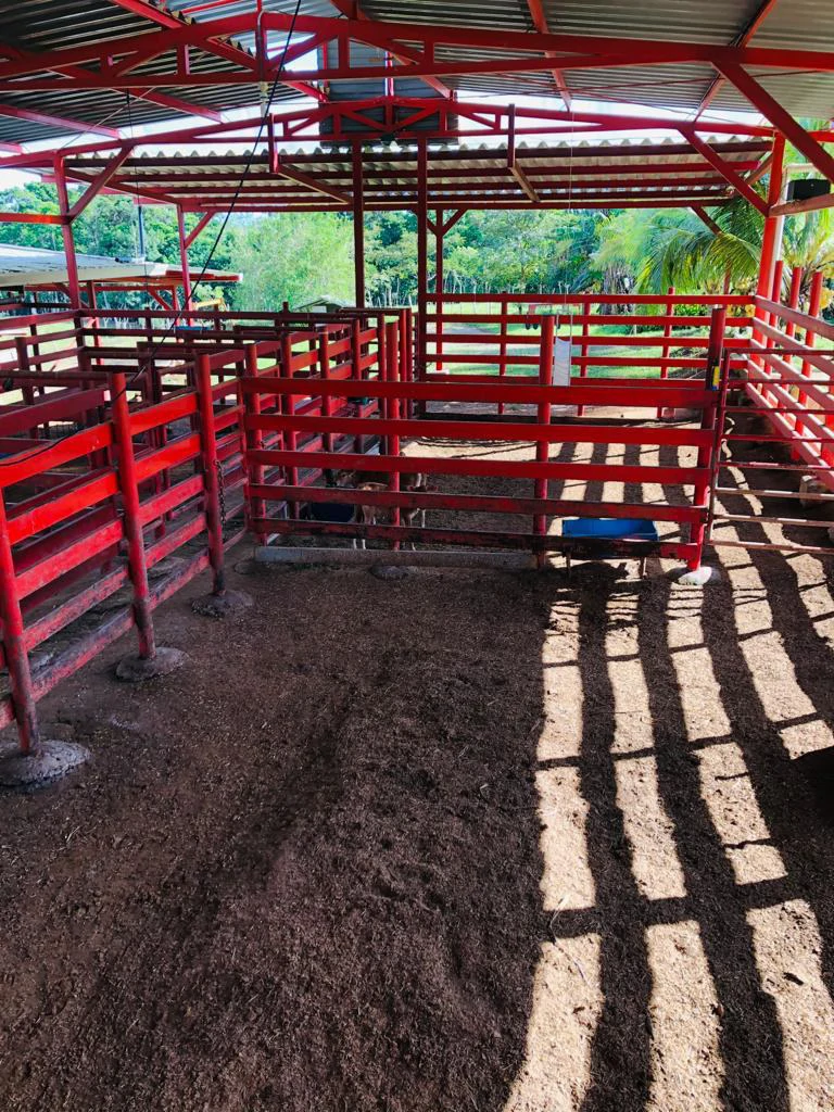Professional Milk Factory for Sale with a big house in the mountains of Bijagua Costa Rica - Gallery image 17