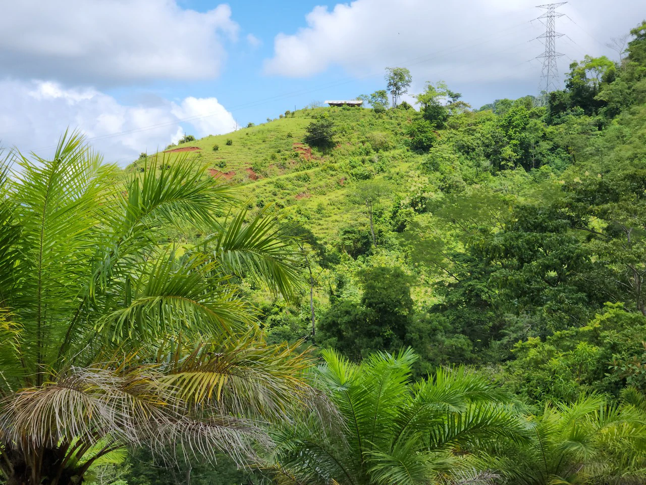 PRIME PARRITA FARM FOR SALE - Gallery image 24