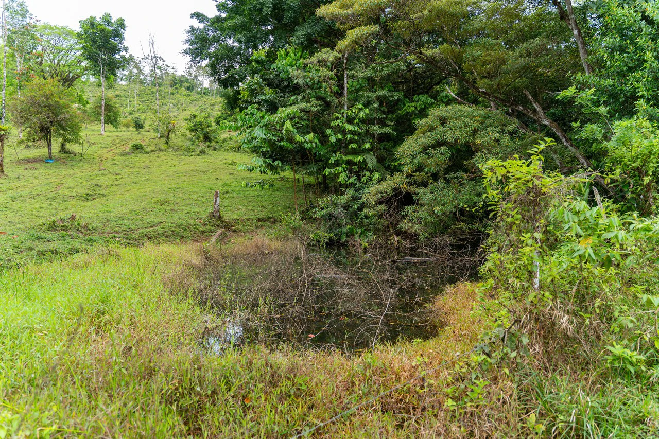 Finca Las Zompopas-Río Celeste: 113-Acre Biodiverse Property in Bijagua, Ideal for Eco-Tourism, Private Retreats, or Sustainable Development - Gallery image 5