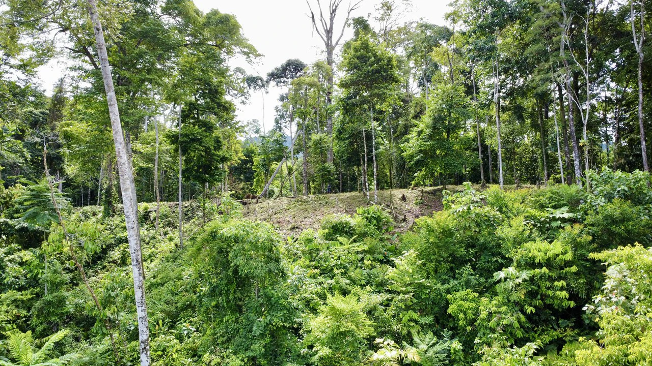 Marvelous Ocean View Parcel in Uvita. - Gallery image 9