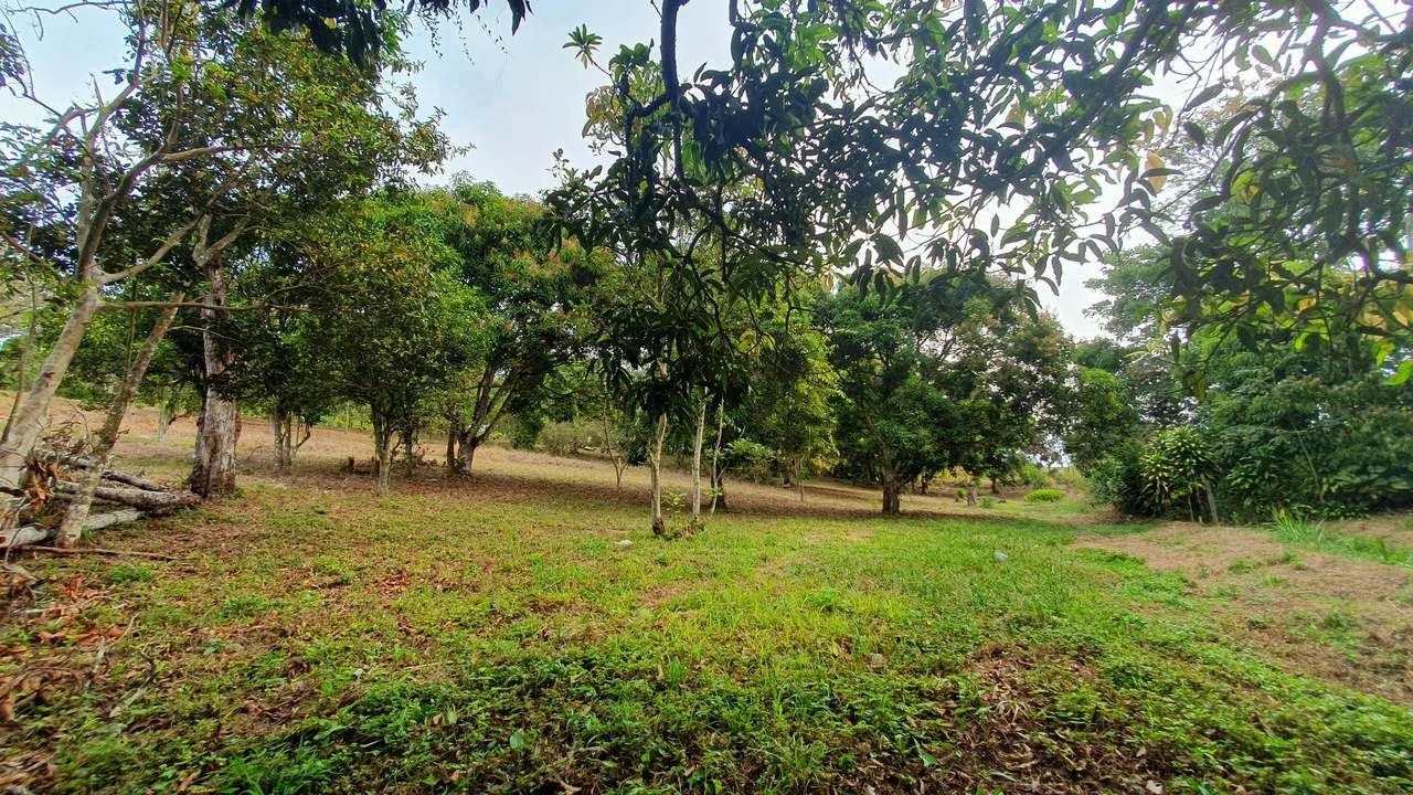 FRUIT TREE PROPERTY FOR SALE: Home Construction Site For Sale in San Isidro del General - Gallery image 16