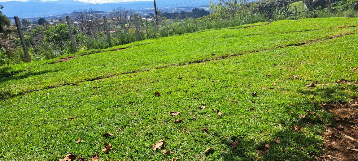 Lot for Sale in San Isidro de Grecia – Fresh Climate and Stunning Views - Gallery image 4