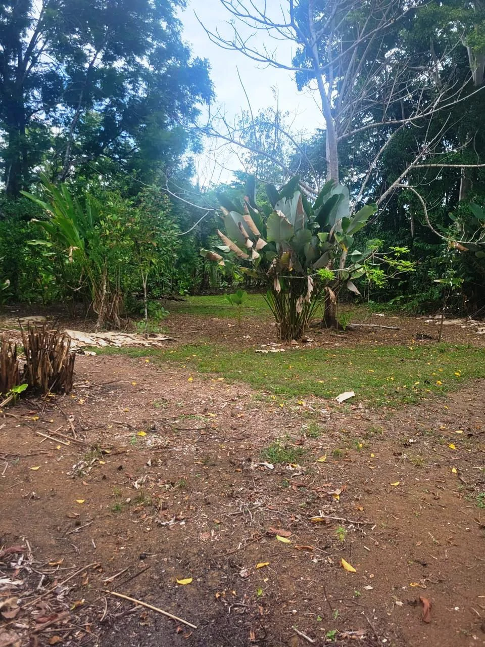 Tropical Fruit Farm in Playa Cañaza Build Your Dream Home in Paradise - Gallery image 7
