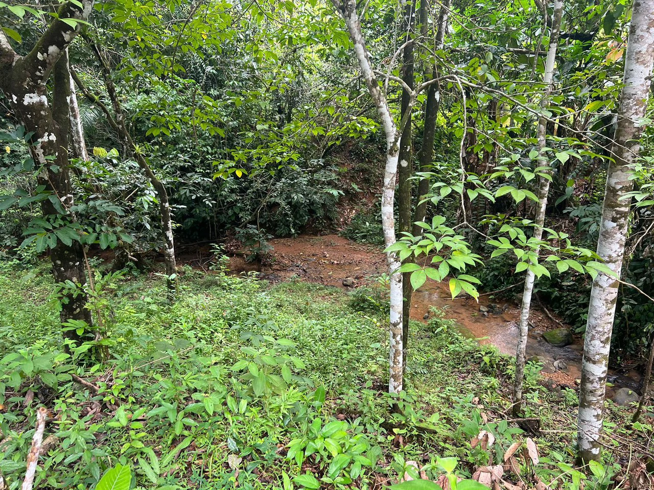 47 ACRES – Beautiful Mountain View Farm With Many Water Sources and Many Building Areas!!!! - Gallery image 19