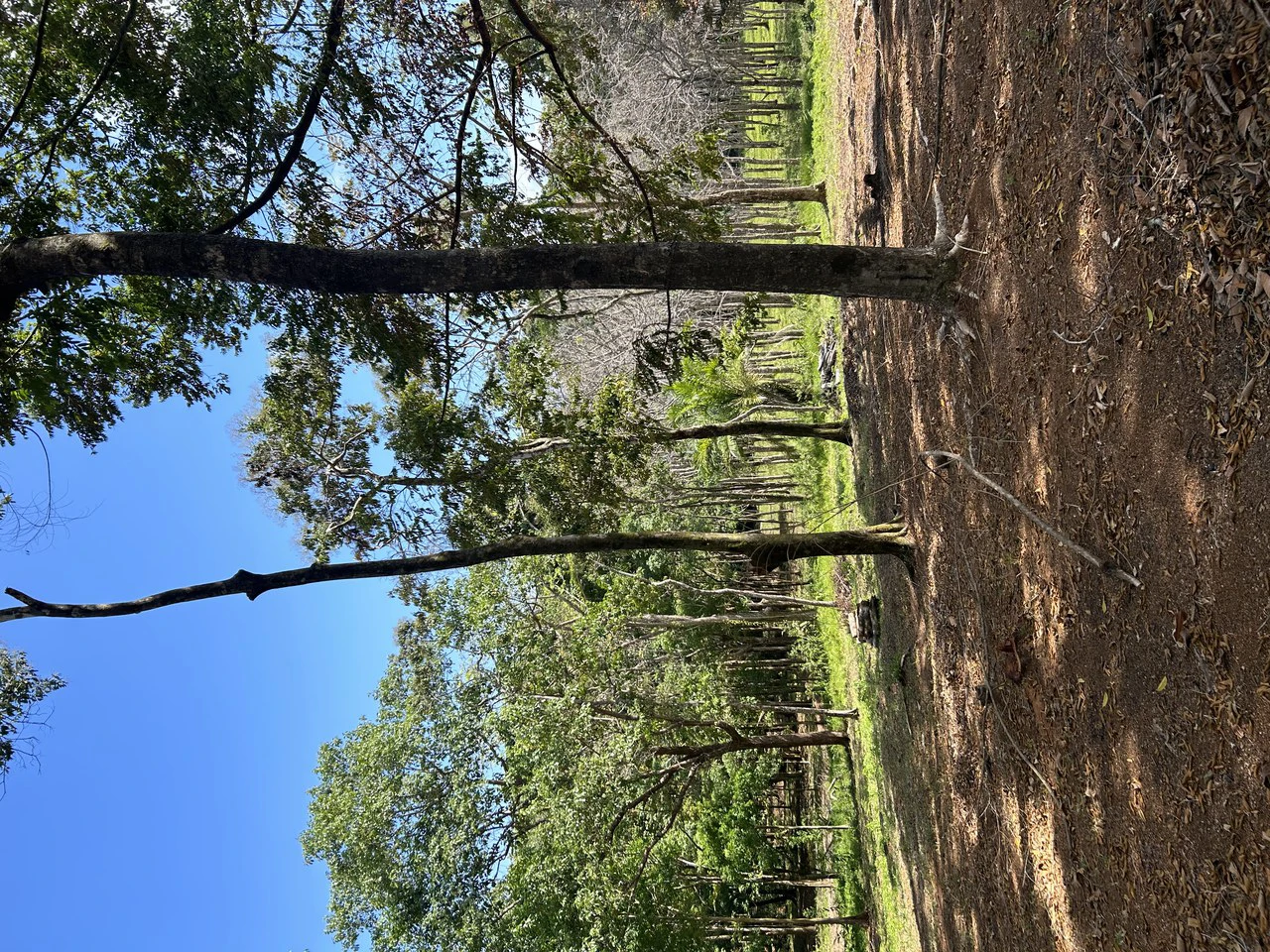 Cabo Matapalo:  3.8 Acre Ocean View Lot In Peninsula De Osa, Golfo Dulce - Gallery image 28