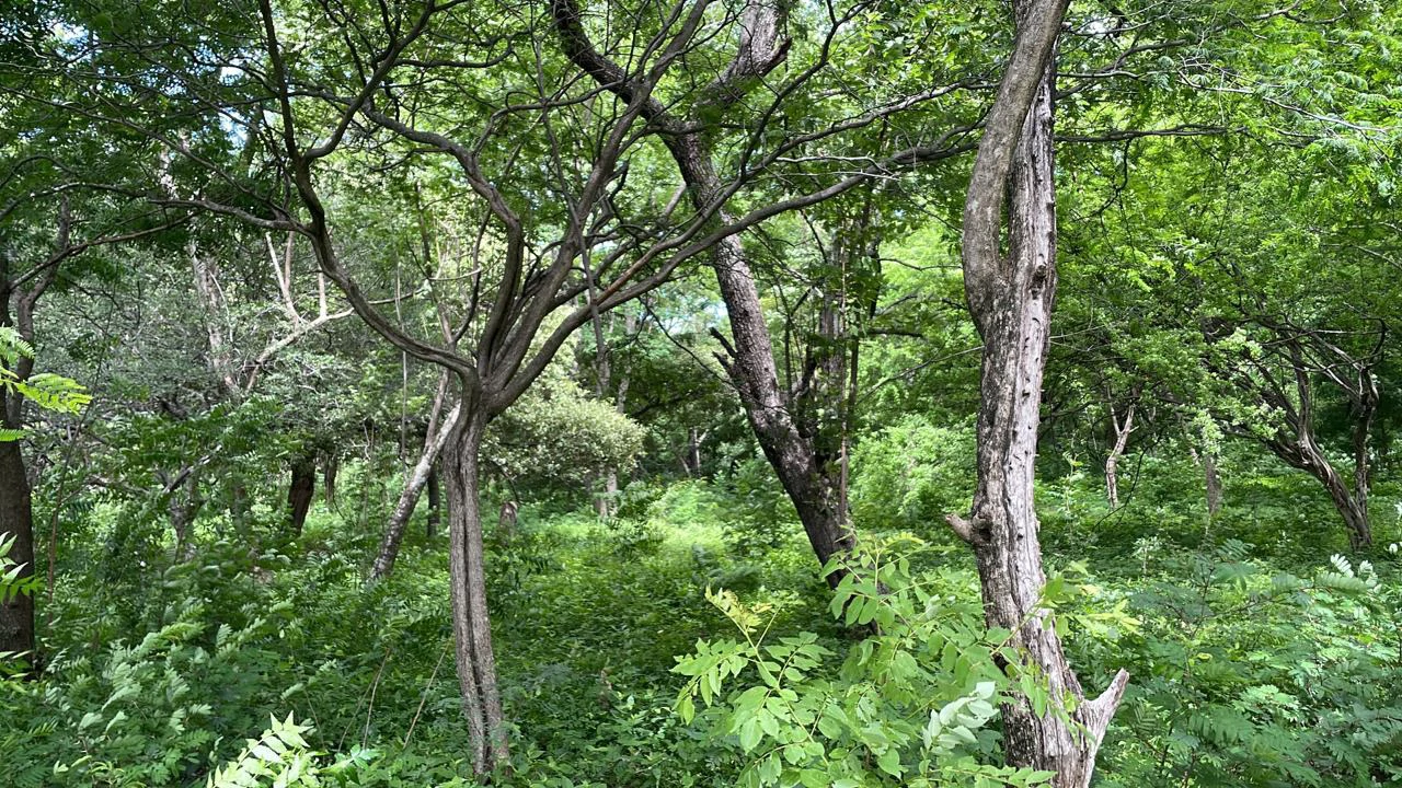 Beachfront Private Titled Property for sale close to La Cruz, beautiful nature land, ready to build