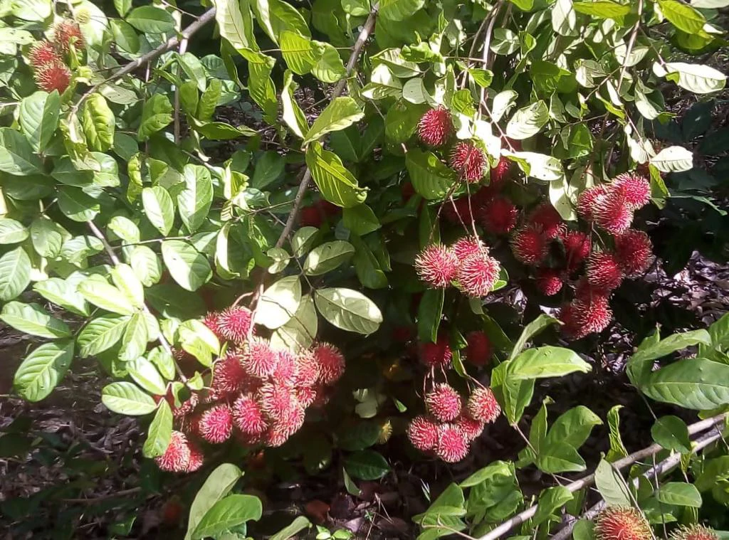 Agricultural farmland for sale in Aguas Claras, Alajuela, 1 house and many fruit trees