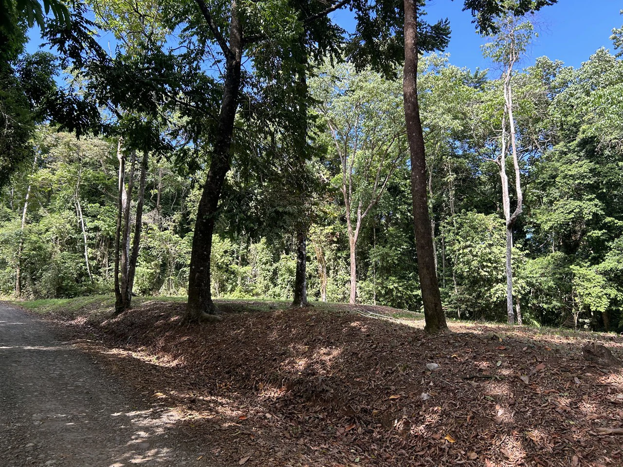 Cabo Matapalo: Jungle View Lot Priced To Sell! - Gallery image 19