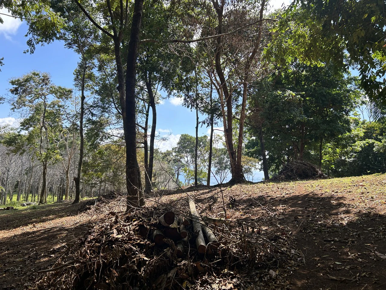 Cabo Matapalo:  3.8 Acre Ocean View Lot In Peninsula De Osa, Golfo Dulce - Gallery image 17