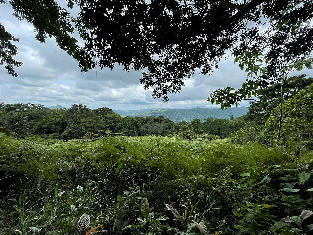 ID 4167: Investment Opportunity: 8-Acre Reforested Mountain Finca in Puriscal - Gallery image 2
