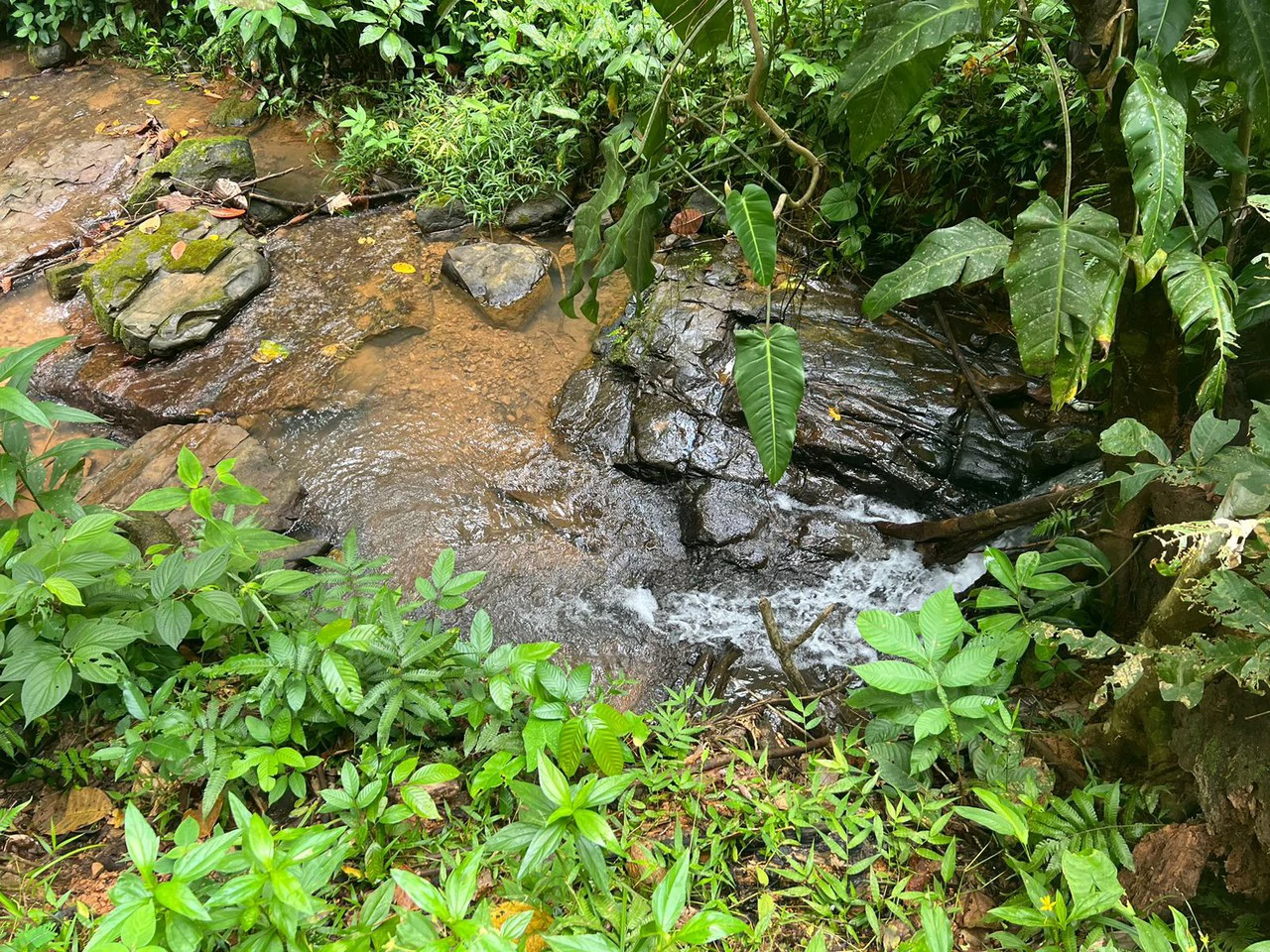 47 ACRES – Beautiful Mountain View Farm With Many Water Sources and Many Building Areas!!!! - Gallery image 10