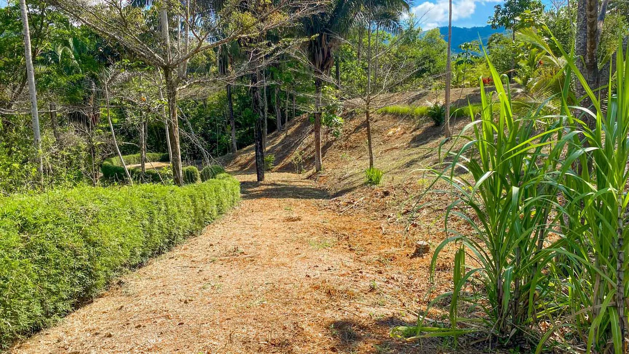 32 Acre Self Sustainable Farm with House Close Ojochal - Gallery image 49