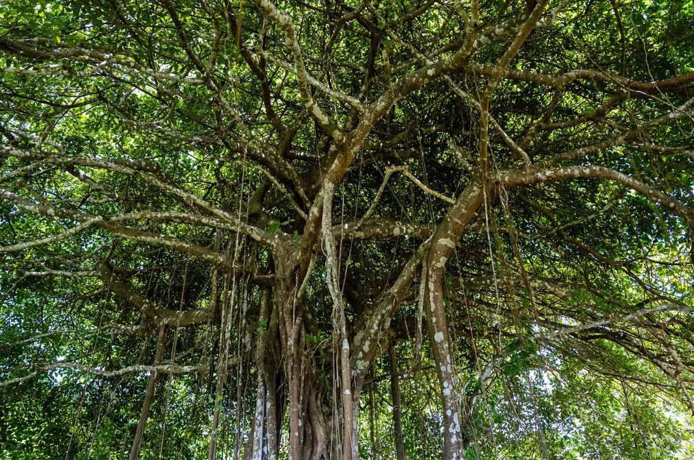 Ocean view farm for sale in Bejuco Nandayure Guanacaste Costa Rica - Gallery image 7