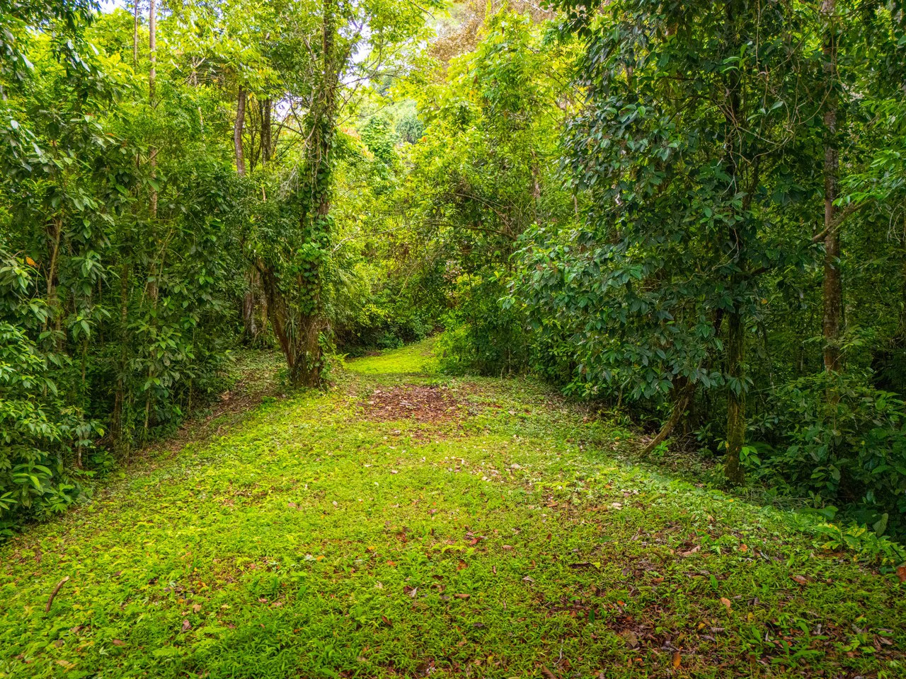 Tropical Paradise in Cascada Sándalo, Tres Ríos Ocean & Mountain Views | Gated Community | Abundant Nature - Gallery image 15