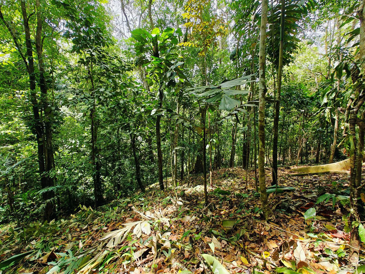 8001 sqm of  Off-Grid Raw Jungle land in Gated Community near Punta Uva - Gallery image 3
