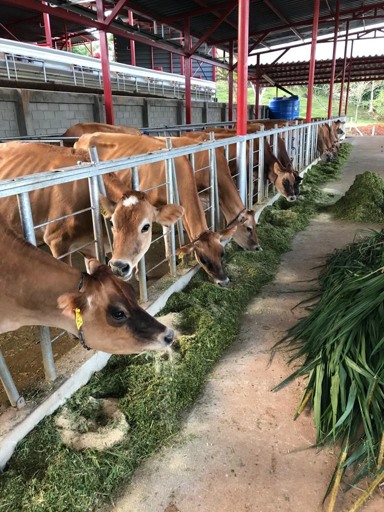 Professional Milk Factory for Sale with a big house in the mountains of Bijagua Costa Rica - Gallery image 8