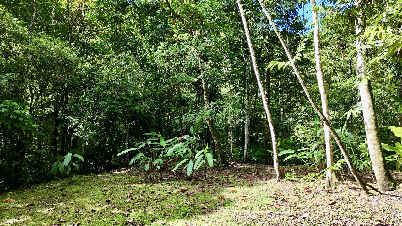 Selva Vista Estate: 5.9 Acres of Wild Beauty - Gallery image 12