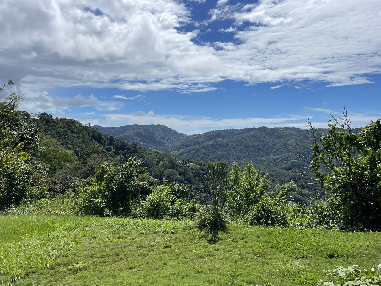 5.2 ACRES – 2 Bedroom Home With 60 Ft Infinity Lap Pool, 1 Bedroom Guest House, Fabulous Ocean View, Mature Fruit Trees!!! - Gallery image 23