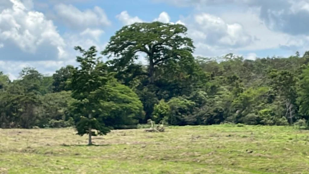 Building potential property for sale, beautiful land in the pure nature close to Bijagua - Gallery image 19