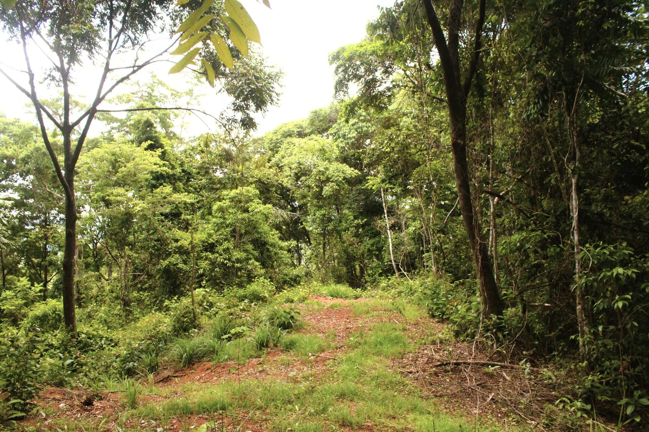 Wildlife Reserve Farm close to Ojochal - photo 8