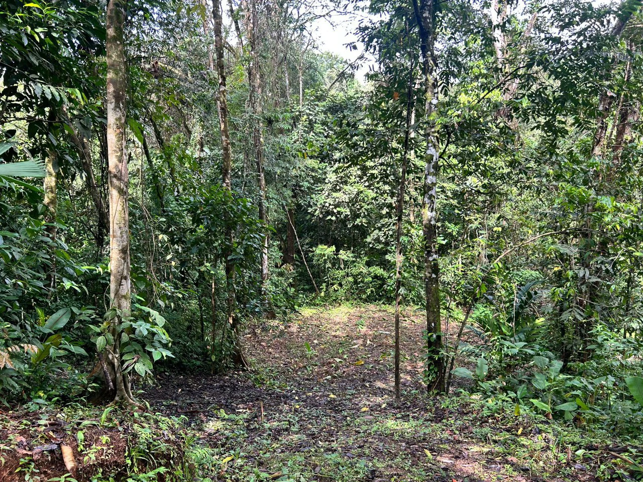 1.4-acre gated lot in Uvita - Gallery image 12