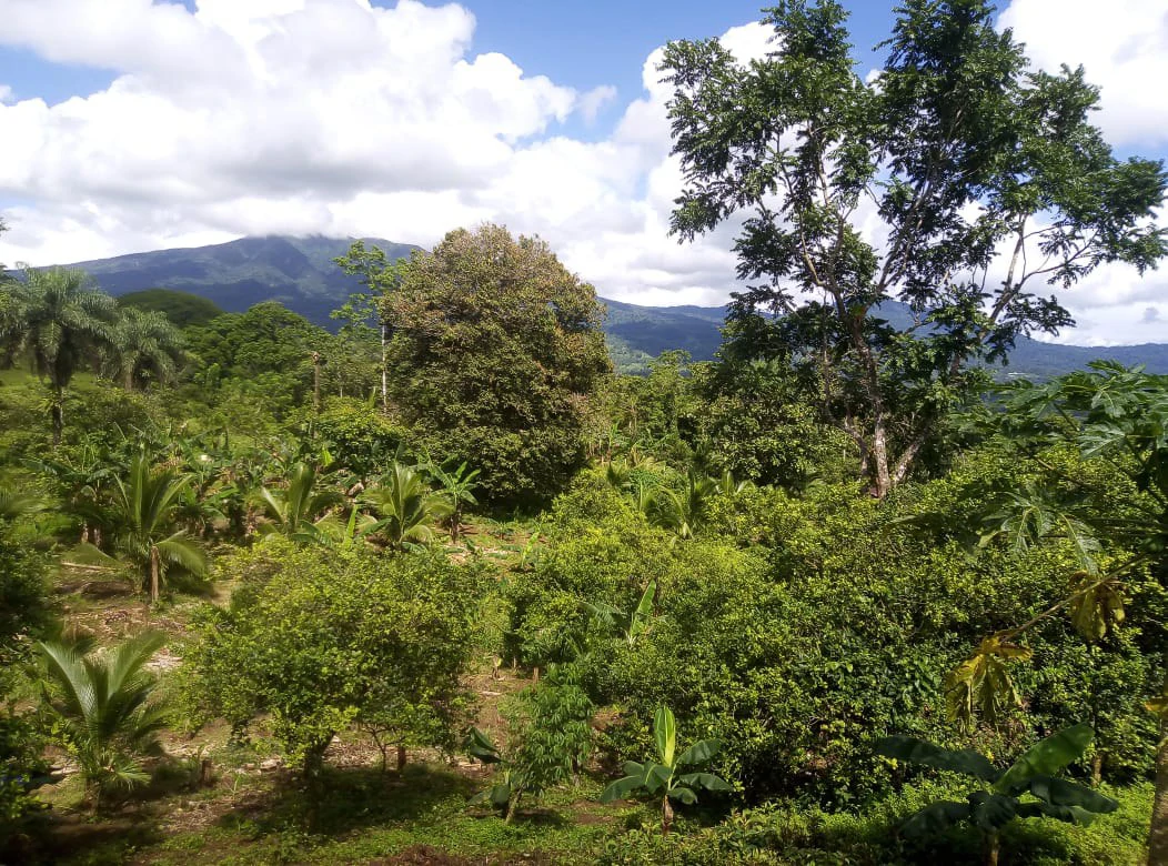 Agricultural farmland for sale in Aguas Claras, Alajuela, 1 house and many fruit trees - Gallery image 9