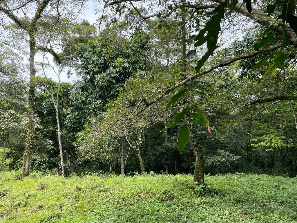 Farm for sale Puriscal Close to Universidad para la Paz Costa Rica - Gallery image 3