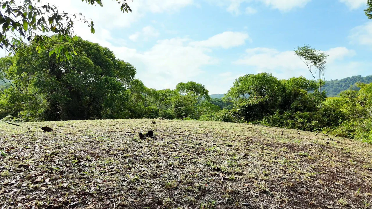 FINCA EN BARÚ GUSTAVO-149760: Mountain Agricultural Land For Sale in Barú - Gallery image 14