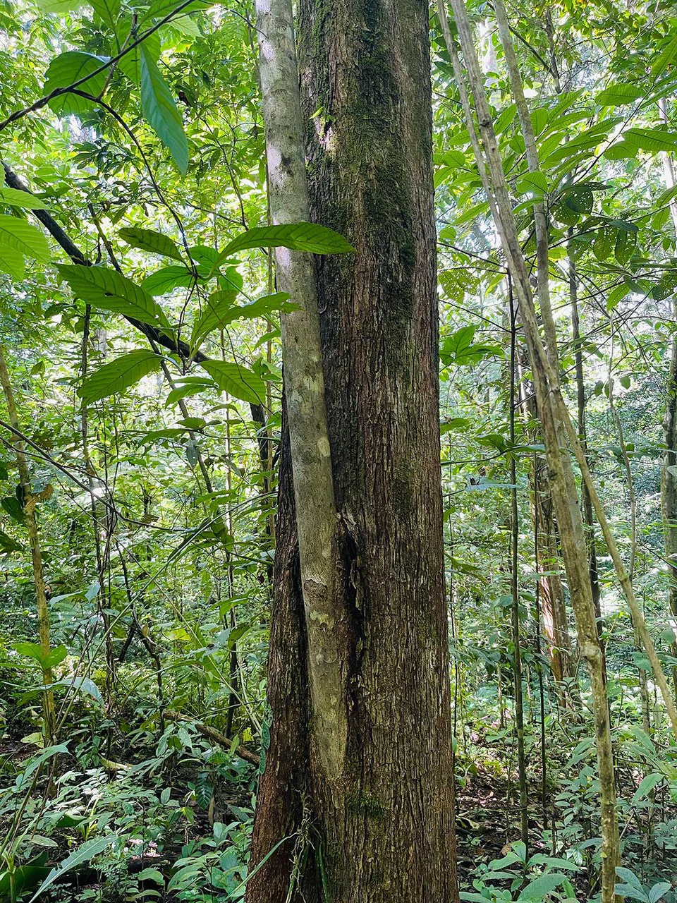 ID 4167: Investment Opportunity: 8-Acre Reforested Mountain Finca in Puriscal - Gallery image 32