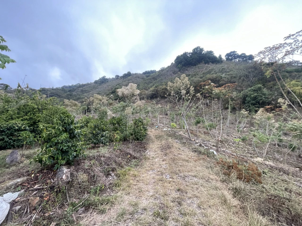 Copey Dota: Coffe farm for Sale in Copey de Dota - Gallery image 8