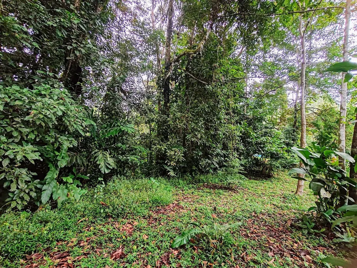 ID 651: Titled Building Lot near Punta Uva Beach: 5875 sqm with Creek