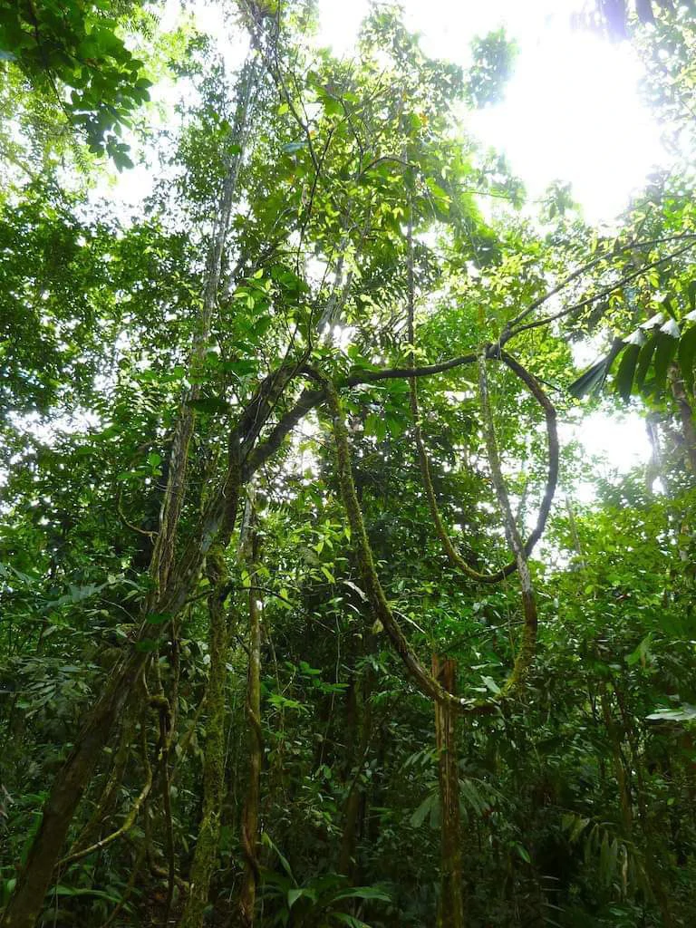 173-Acres of Nature Reserve with Spectacular Primary Forest & Golfo Dulce Views - Gallery image 10