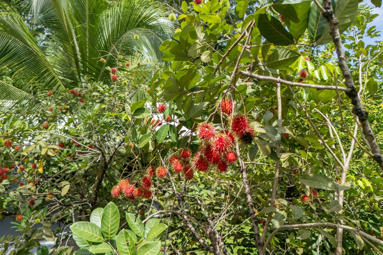 Near the Coast House For Sale in Uvita - Gallery image 18