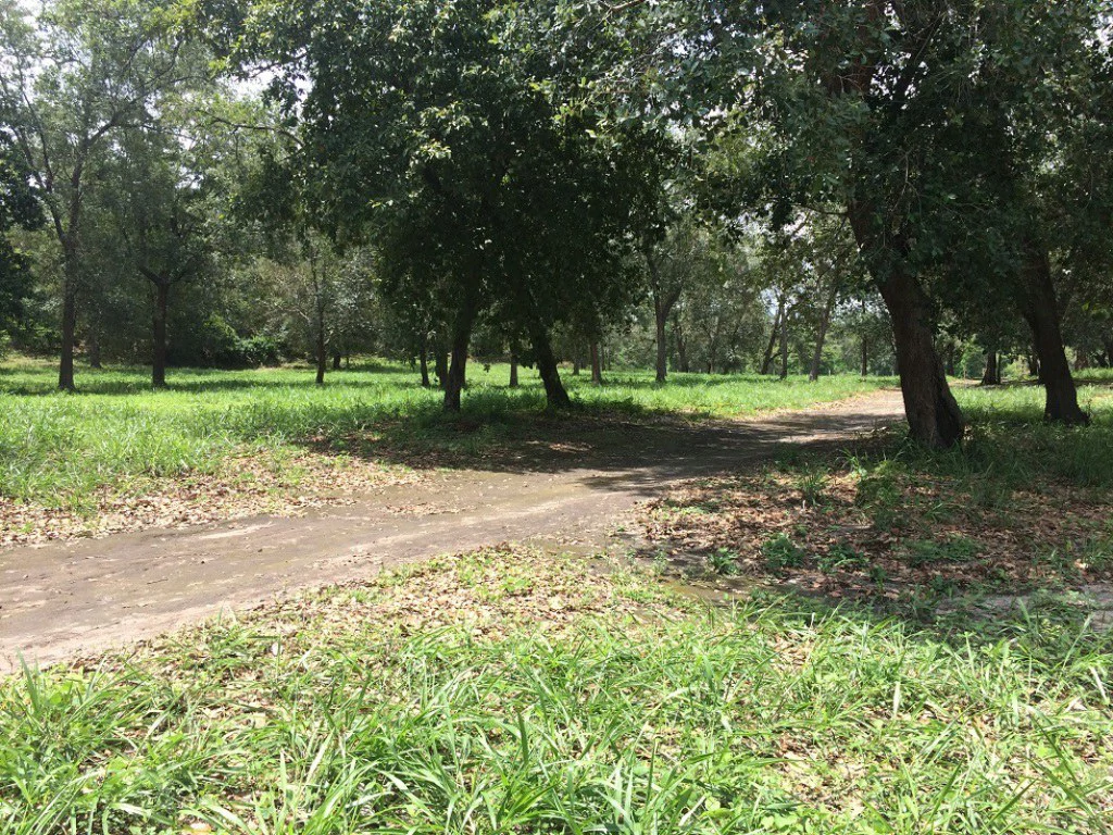 Propiedad de 79 hectáreas: Property of 79 hectares, located in Canas Dulces Liberia. - Gallery image 10