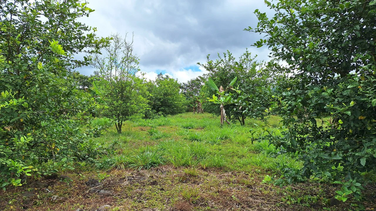 Se vende lote agrícola, en Cajón, Perez Zeledon.: Mountain Home Construction Site For Sale in Cajón - Gallery image 6