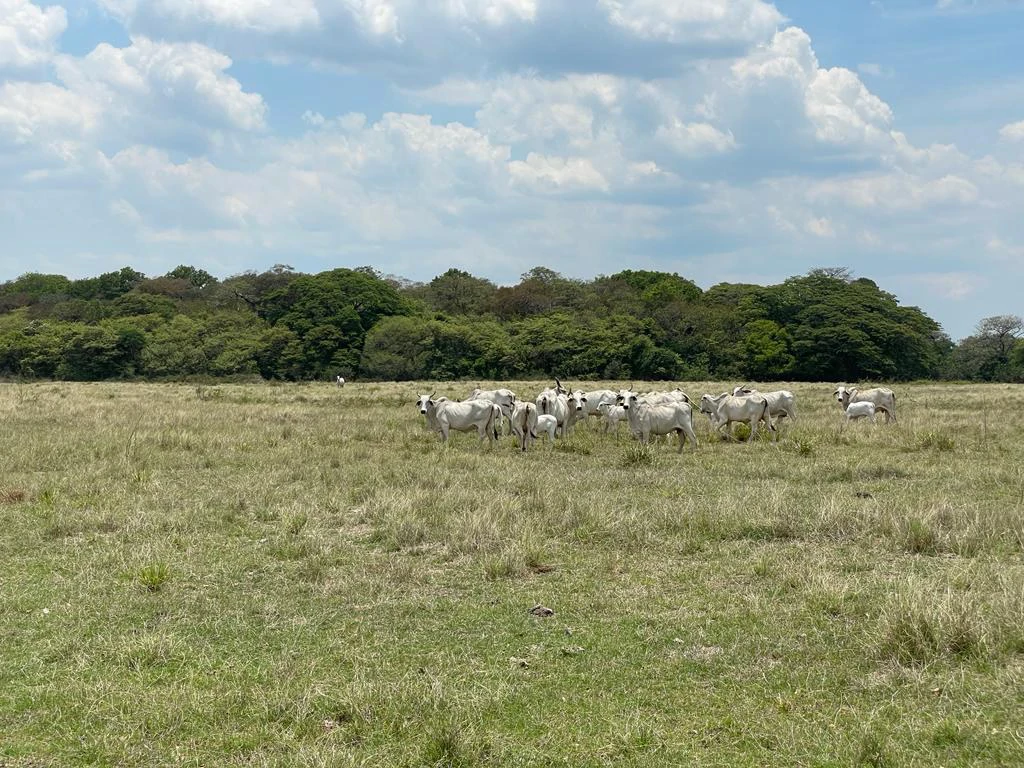 Farm for Sale to Develop Guanacaste Costa Rica - Gallery image 19